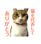 モフモフ姫ちゃんスタンプVol.1（個別スタンプ：7）