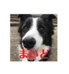 Border collie ロコちゃん❷（個別スタンプ：7）