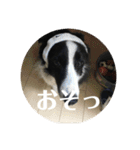 Border collie ロコちゃん❷（個別スタンプ：13）