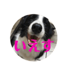 Border collie ロコちゃん❷（個別スタンプ：14）