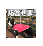 Border collie ロコちゃん❷（個別スタンプ：19）