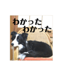 Border collie ロコちゃん❷（個別スタンプ：26）