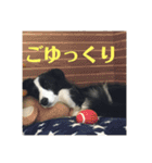 Border collie ロコちゃん❷（個別スタンプ：31）