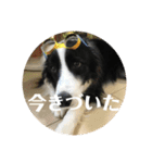 Border collie ロコちゃん❷（個別スタンプ：35）