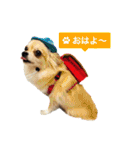 びび(犬)すたんぷ（個別スタンプ：1）
