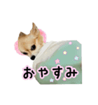びび(犬)すたんぷ（個別スタンプ：2）
