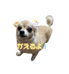 びび(犬)すたんぷ（個別スタンプ：3）