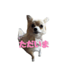 びび(犬)すたんぷ（個別スタンプ：5）