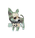 びび(犬)すたんぷ（個別スタンプ：6）
