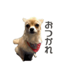 びび(犬)すたんぷ（個別スタンプ：7）