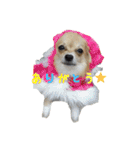 びび(犬)すたんぷ（個別スタンプ：8）