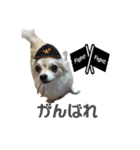 びび(犬)すたんぷ（個別スタンプ：9）