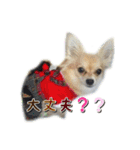 びび(犬)すたんぷ（個別スタンプ：10）