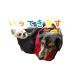びび(犬)すたんぷ（個別スタンプ：11）
