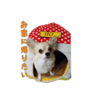 びび(犬)すたんぷ（個別スタンプ：12）