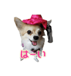 びび(犬)すたんぷ（個別スタンプ：13）