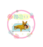 びび(犬)すたんぷ（個別スタンプ：15）
