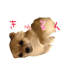 びび(犬)すたんぷ（個別スタンプ：16）