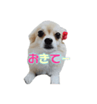 びび(犬)すたんぷ（個別スタンプ：17）