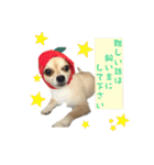 びび(犬)すたんぷ（個別スタンプ：18）