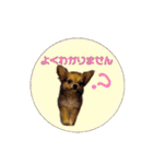 びび(犬)すたんぷ（個別スタンプ：19）
