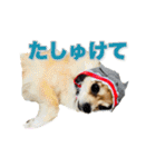 びび(犬)すたんぷ（個別スタンプ：20）