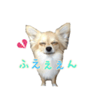 びび(犬)すたんぷ（個別スタンプ：21）
