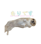 びび(犬)すたんぷ（個別スタンプ：22）