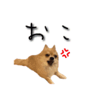 びび(犬)すたんぷ（個別スタンプ：24）