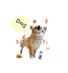 びび(犬)すたんぷ（個別スタンプ：25）
