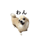 びび(犬)すたんぷ（個別スタンプ：26）