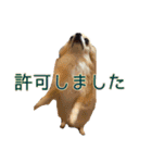 びび(犬)すたんぷ（個別スタンプ：27）