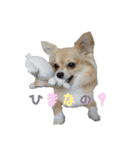 びび(犬)すたんぷ（個別スタンプ：28）