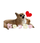 びび(犬)すたんぷ（個別スタンプ：30）
