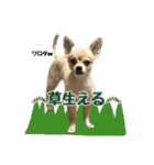 びび(犬)すたんぷ（個別スタンプ：32）