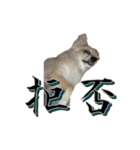 びび(犬)すたんぷ（個別スタンプ：33）