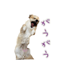 びび(犬)すたんぷ（個別スタンプ：34）