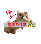 びび(犬)すたんぷ（個別スタンプ：35）