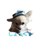 びび(犬)すたんぷ（個別スタンプ：37）
