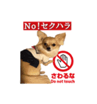 びび(犬)すたんぷ（個別スタンプ：38）