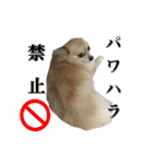 びび(犬)すたんぷ（個別スタンプ：39）