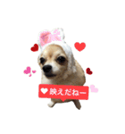 びび(犬)すたんぷ（個別スタンプ：40）