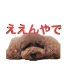ルミスタンプ（個別スタンプ：12）