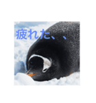 北海道のペンギンとゆきだるま（個別スタンプ：1）