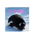 北海道のペンギンとゆきだるま（個別スタンプ：2）