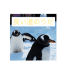 北海道のペンギンとゆきだるま（個別スタンプ：3）