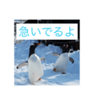 北海道のペンギンとゆきだるま（個別スタンプ：4）