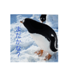 北海道のペンギンとゆきだるま（個別スタンプ：5）