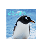 北海道のペンギンとゆきだるま（個別スタンプ：6）