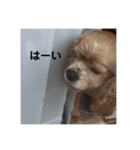 アメリカンコッカースパニエルのゆずちゃん（個別スタンプ：12）